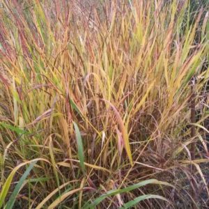 Panicum virgatum ‘Rehbraun’