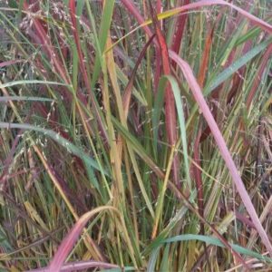 Panicum virgatum ‘Squaw’