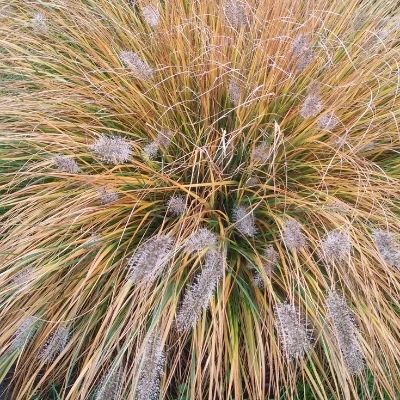 Pennisetum alopecuroides ‘Hameln’