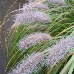 Pennisetum alopecuroides var. ‘Viridescens’