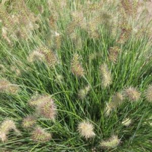 Pennisetum alopecuroides ‘Little Bunny’