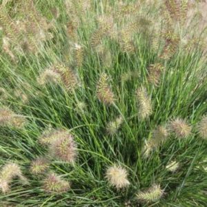 Pennisetum alopecuroides ‘Little Bunny’