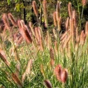 Pennisetum alopecuroides ‘Pauls Giant’