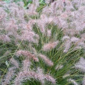 Pennisetum alopecuroides ‘Piglet’