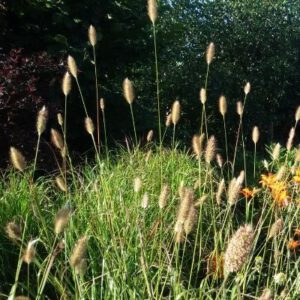 Pennisetum massaicum ‘Red Bunny Tails’