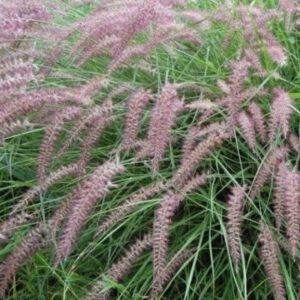 Pennisetum orientalis ‘Karley Rose’