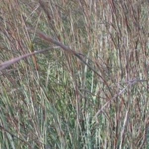 Schizachyrium scoporium JS ‘Red Frost’