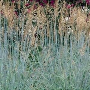 Sorghastrum nutans ‘Sioux Blue’