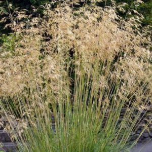 Stipa gigantea