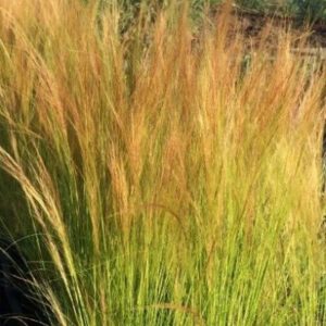 Stipa tenuissima