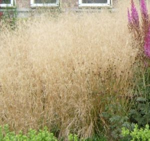 Deschampsia cespitosa 'Goldschleier'