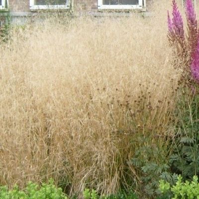 Deschampsia cespitosa 'Goldschleier'